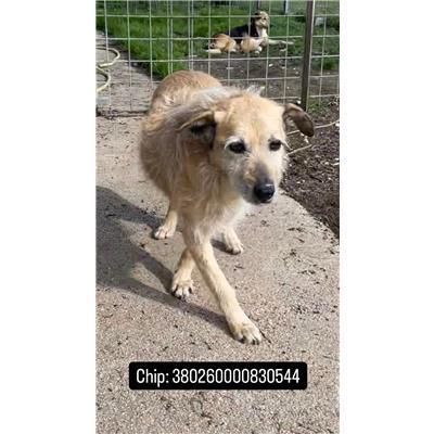 COMUNE DI BAGNOLI DEL TRIGNO - 380260000830544
