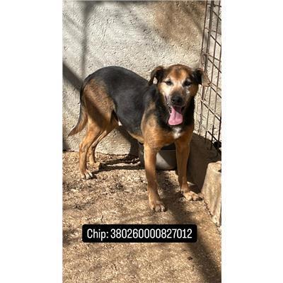 COMUNE DI BAGNOLI DEL TRIGNO - 380260000827012