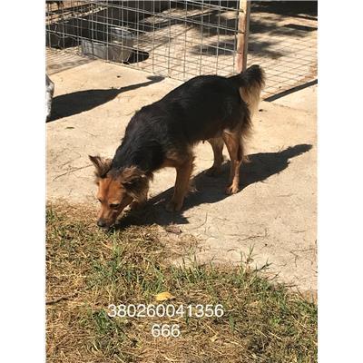 COMUNE DI COLLE D'ANCHISE - CANE - Microchip 380260041356666