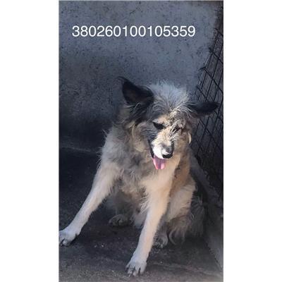 COMUNE DI SANT'ANGELO D'ALIFE - 380260100105359