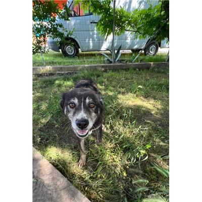 COMUNE DI PRATELLA - CANE - Microchip 380260100107563