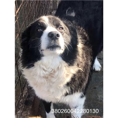 COMUNE DI VENAFRO - CANE - Microchip 380260042280130