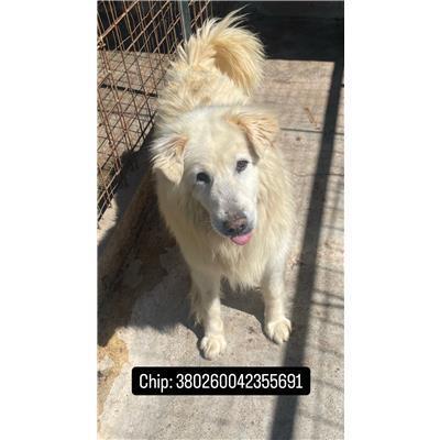 COMUNE DI PIETRABBONDANTE - 380260042355691