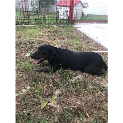 COMUNE DI CAMPOCHIARO - CANE - Microchip 380260041375211