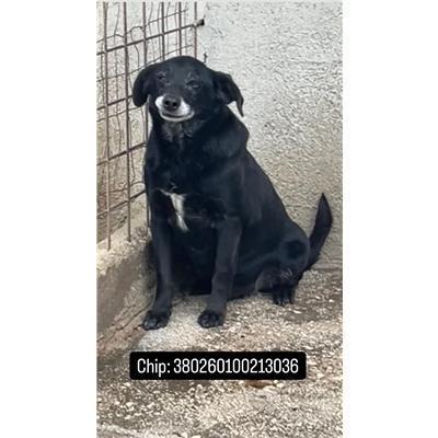 COMUNE DI ALIFE - 380260100213036