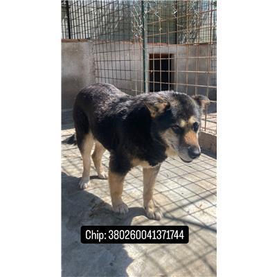 COMUNE DI RICCIA - 380260041371744