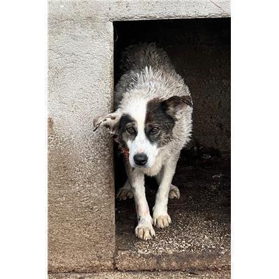 COMUNE DI RICCIA - 380260041375185