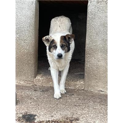 COMUNE DI RICCIA - 380260041375185