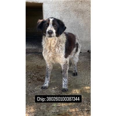 COMUNE DI CAPRIATI A VOLTURNO - 380260100387344