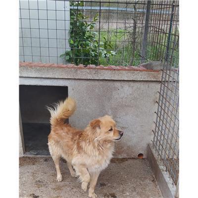 COMUNE DI FERRAZZANO - 380260042791969