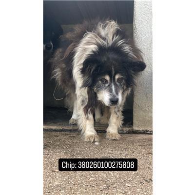 COMUNE DI RAVISCANINA - 380260100275808