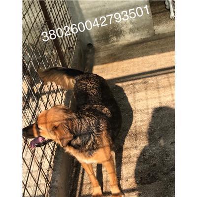 COMUNE DI RIONERO SANNITICO - 380260042793501