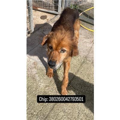 COMUNE DI RIONERO SANNITICO - 380260042793501