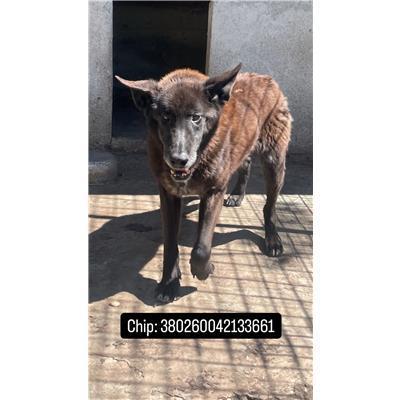 COMUNE DI SANT'AGAPITO - 380260042133661