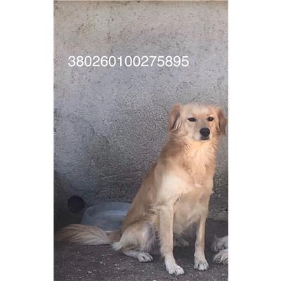 COMUNE DI CAPRIATI A VOLTURNO - 380260100275895