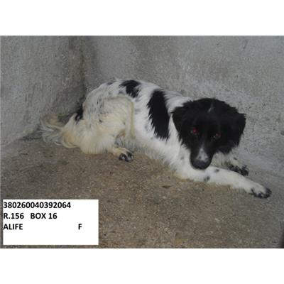 COMUNE DI ALIFE - 380260040392064