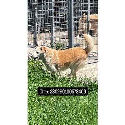 COMUNE DI ALIFE - 380260100578409