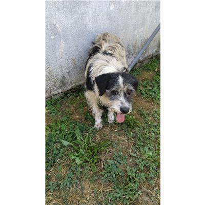 COMUNE DI SANT'ANGELO DEL PESCO - 380260043081910