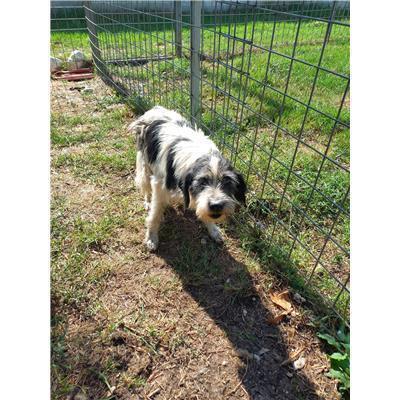 COMUNE DI SANT'ANGELO DEL PESCO - 380260043081910