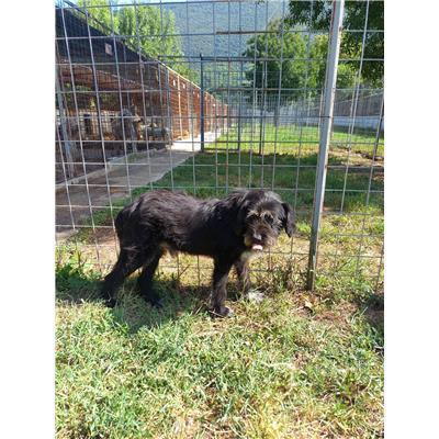 COMUNE DI SANT'ANGELO DEL PESCO - 380260043081663