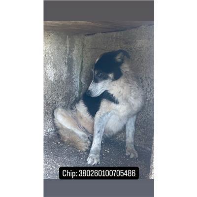 COMUNE DI PIETRAMELARA - 380260100705486