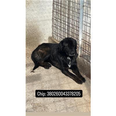 COMUNE DI VENAFRO - 380260043378205