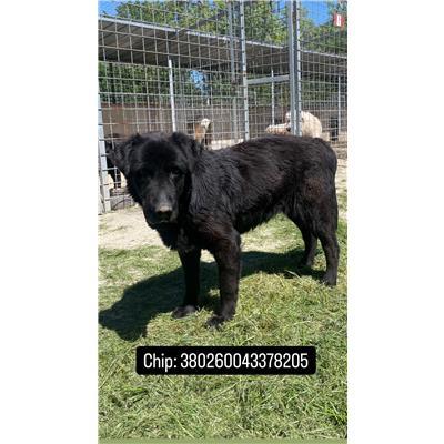 COMUNE DI VENAFRO - 380260043378205