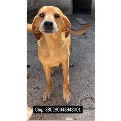 COMUNE DI RICCIA - 380260043648001