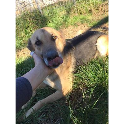 COMUNE DI RICCIA - 380260043648190