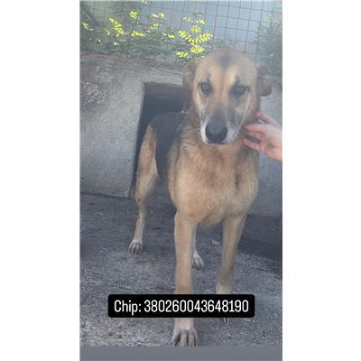 COMUNE DI RICCIA - 380260043648190