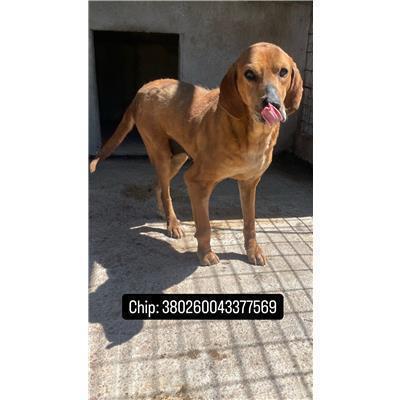 COMUNE DI VENAFRO - CANE - Microchip 380260043377569