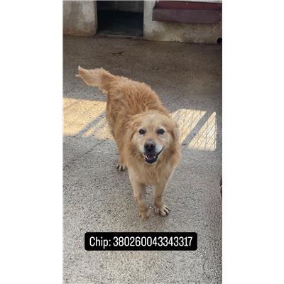 COMUNE DI VENAFRO - 380260043343317