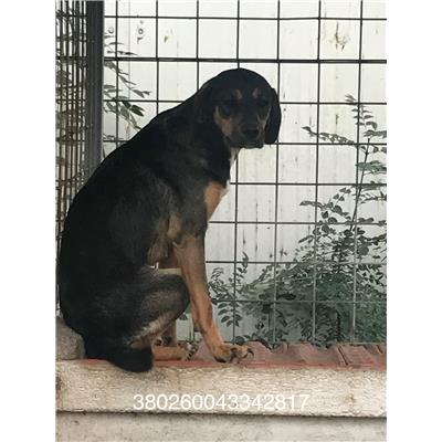 COMUNE DI PETTORANELLO DEL MOLISE - CANE - Microchip 380260043342817