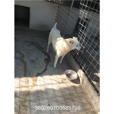 COMUNE DI CAPRIATI A VOLTURNO - CANE - Microchip 380260100585798