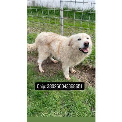 COMUNE DI VENAFRO - 380260043368651