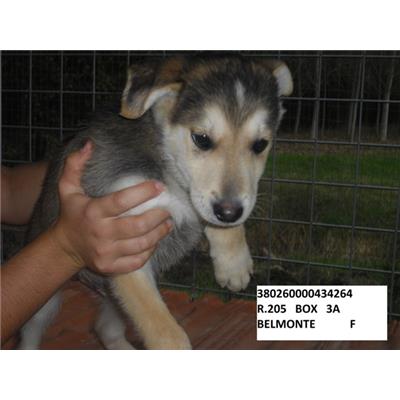 COMUNE DI BELMONTE DEL SANNIO - 380260000434264