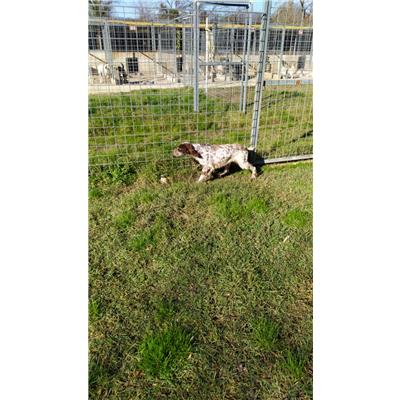 COMUNE DI POZZILLI - CANE - Microchip 380260044229668