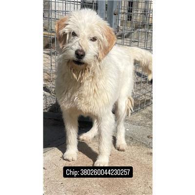 COMUNE DI ACQUAVIVA D'ISERNIA - CANE - Microchip 380260044230257