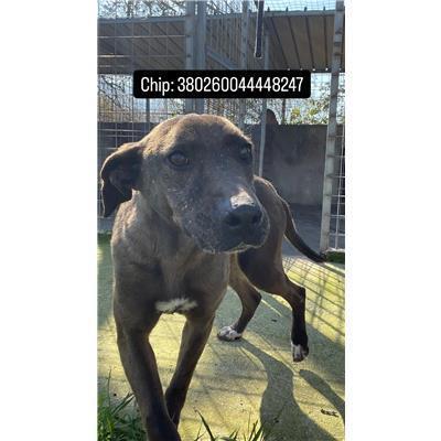 COMUNE DI POZZILLI - 380260044448247