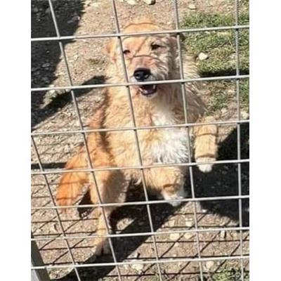 COMUNE DI VINCHIATURO - CANE - Microchip 380260044161191