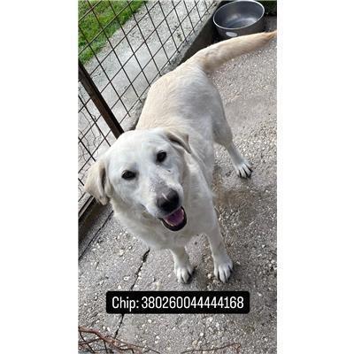 COMUNE DI PALATA - CANE - Microchip 380260044444168