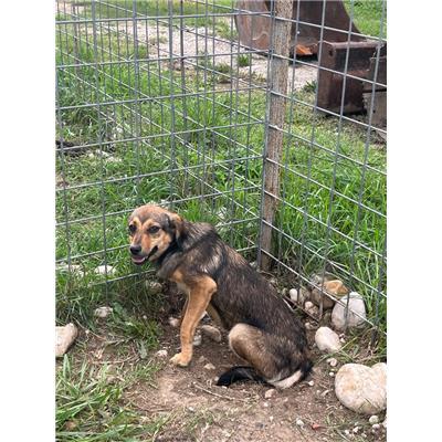 COMUNE DI PIETRAMELARA - CANE - Microchip 380260044451448