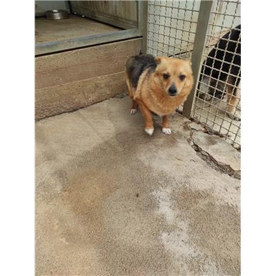 COMUNE DI VINCHIATURO - CANE - Microchip 380260044437440