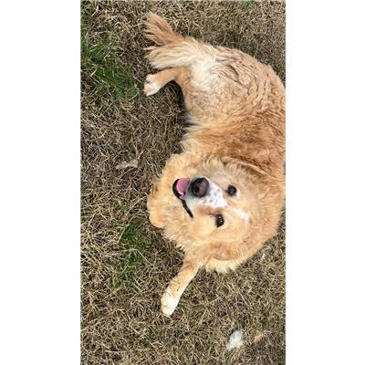 COMUNE DI MONTAQUILA - CANE - Microchip 380260044447160