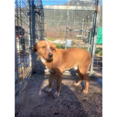 COMUNE DI CASTROPIGNANO - CANE - Microchip 380260044441187