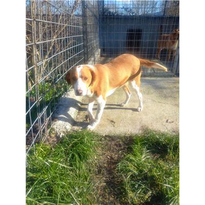COMUNE DI CASTROPIGNANO - CANE - Microchip 380260044440948