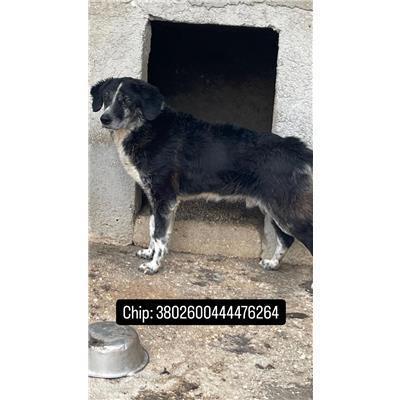 COMUNE DI SAN MARTINO IN PENSILIS - CANE - Microchip 380260044476264