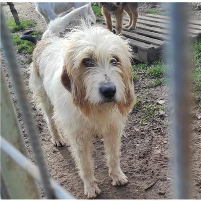 COMUNE DI CAMPOCHIARO - CANE - Microchip 380260044441005