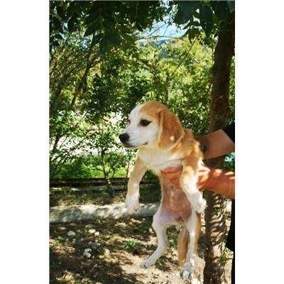 COMUNE DI RAVISCANINA - CANE - Microchip 380260044752660