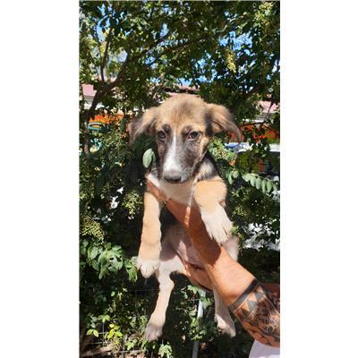 COMUNE DI RAVISCANINA - CANE - Microchip 380260044752482